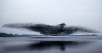 ФОТОФАКТ: Ято скорци направиха „птица” (ВИДЕО)