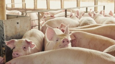 ЕС вдигна забраната за търговията със свинско у нас