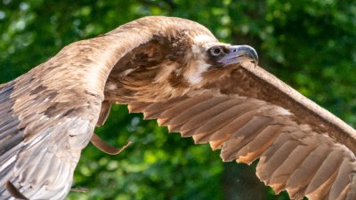 Черните лешояди се завърнаха във Врачанския Балкан