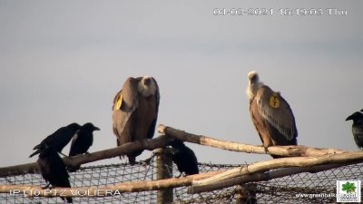Лешояди се разжождат в центъра на Сливен 