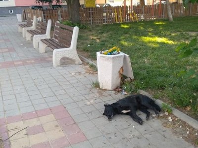 Отровиха куче на детска площадка