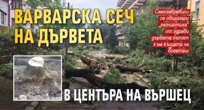 Варварска сеч на дървета в центъра на Вършец (СНИМКИ)