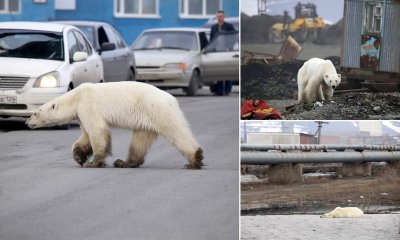 Полярна мечка се разхожда в сибирски град