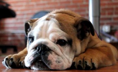 В САЩ: Без операция извадиха 19 биберона от стомаха на куче