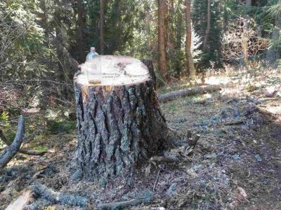 Глобиха наглеца, изсякъл дървета на "Цар Симеон"