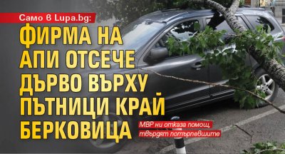 Само в Lupa.bg: Фирма на АПИ отсече дърво върху пътници край Берковица