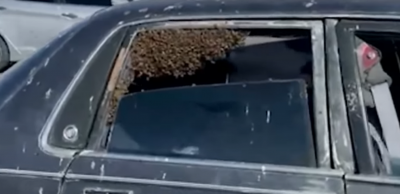 Мъж откри рояк от 15 000 пчели в колата си (ВИДЕО)