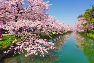 От 1200 години вишните в Япония не са цъфтели по-рано