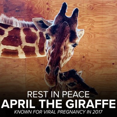 Убиха Ейприл - най-прочутата жирафка в мрежата