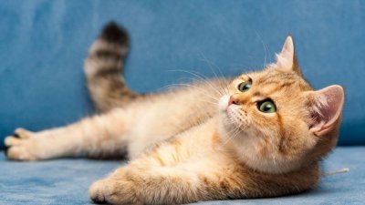 Спор за котки завърши с фатален инфаркт