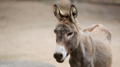 Куриоз: Пожарникари вадят куче и магаре от дълбок ров в Монтана