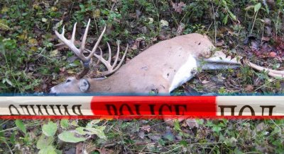 Откриха убит елен в землище в Разградско