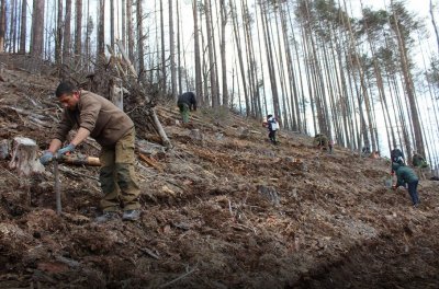 Отличници: Доброволци залесиха 16 дка гора (СНИМКИ)