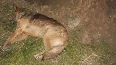 След свада: Мъж застреля кучето на съседа си 