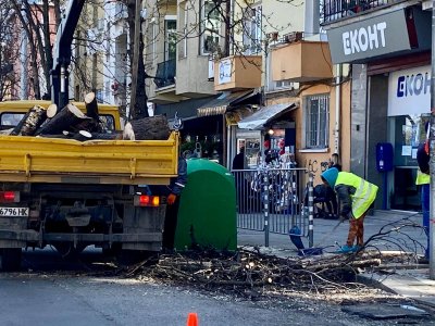 Пролетно: Режат опасните дървета в София (СНИМКИ)