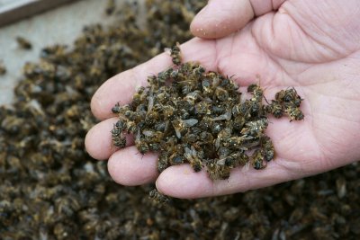 Пчелите мрат като мухи в 5 български региона