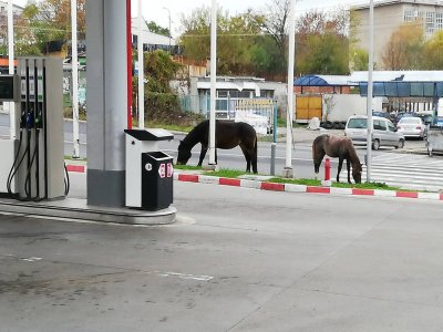 Кон блъсна патрулка в Кърджали