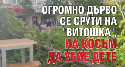 Огромно дърво се срути на "Витошка", на косъм да убие дете