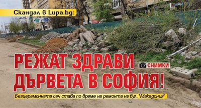 Скандал в Lupa.bg: Режат здрави дървета в София! (СНИМКИ)