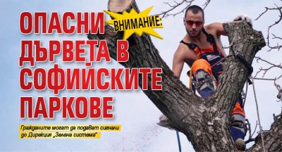 ВНИМАНИЕ: Опасни дървета в софийските паркове