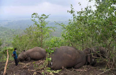 Мълния уби стадо слонове в Индия (СНИМКИ)