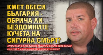 Кмет вбеси България - обрича ли бездомните кучета на сигурна смърт?