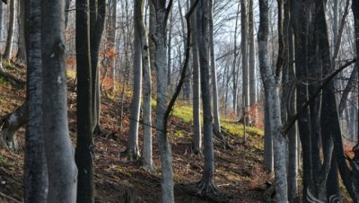 И Агенцията по горите е с нов изпълнителен директор