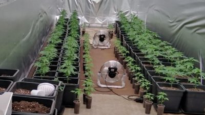Разбиха мобилна наркооранжерия край Ботевград (СНИМКИ)