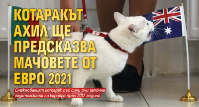 Котаракът Ахил ще предсказва мачовете от Евро 2021