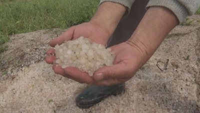 Градушката помля 3000 дка рози край Сопот