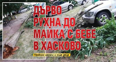 Дърво рухна до майка с бебе в Хасково