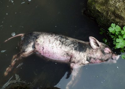 Гнусно: Мъртви прасета плават в Янтра