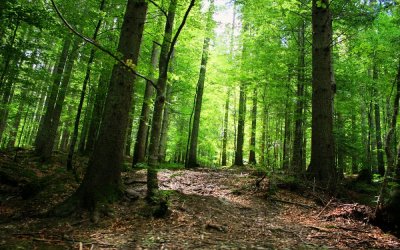 650 лв. струва на държавата за декар частна гора 