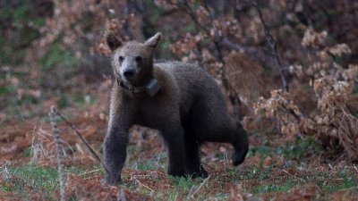 Спасиха мече в землището на с. Смилян
