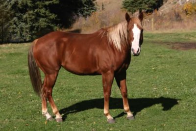 Задържаха млад конекрадец