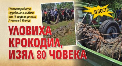 Лудост! Уловиха крокодил, изял 80 човека