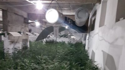 Удар: Спипаха марихуана за 200 бона в София (СНИМКИ)