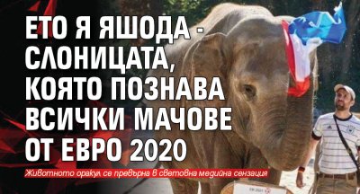 Ето я Яшода - слоницата, която познава всички мачове от Евро 2020