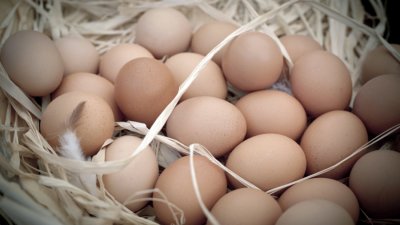 Птицевъди: Догодина минаваме на вносни яйца