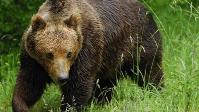Чакат разрешение за отстрел на мечката, която нападна жена тази сутрин