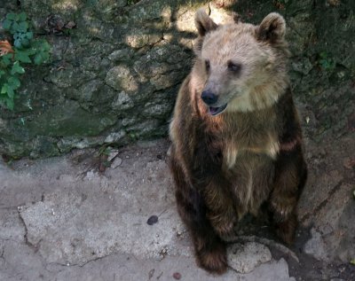 Наръфаната от мечка жена била с бебе на гърба си