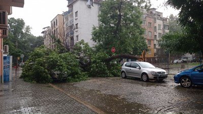 74 коли смачкани от паднали клони в Пловдив
