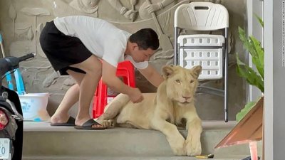 Конфискуваха домашен любимец лъв след публикация в "ТикТок"
