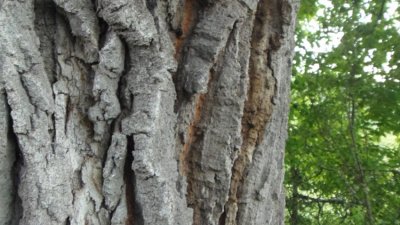 Министър спаси от отсичане вековно дърво