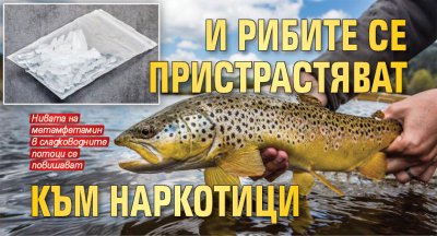 И рибите се пристрастяват към наркотици