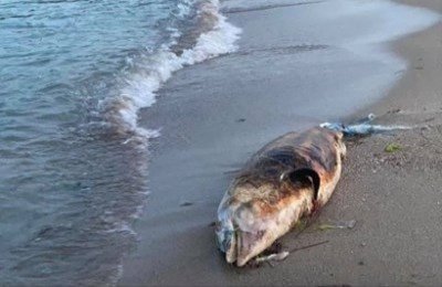 Труп на морско прасе се разлага на плаж във Варна 