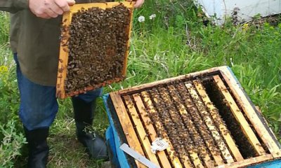 Половината пчели измрели