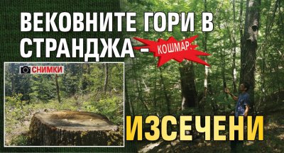 КОШМАР: Вековните гори в Странджа – изсечени (СНИМКИ)