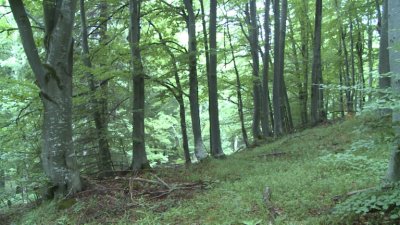 България е лидер по защитата на вековни гори 