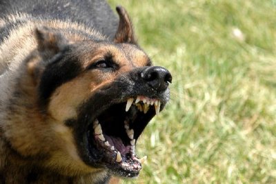 Кошмар в Дупница: Глутница кучета нападна майка с бебе